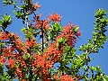Patagonie 443